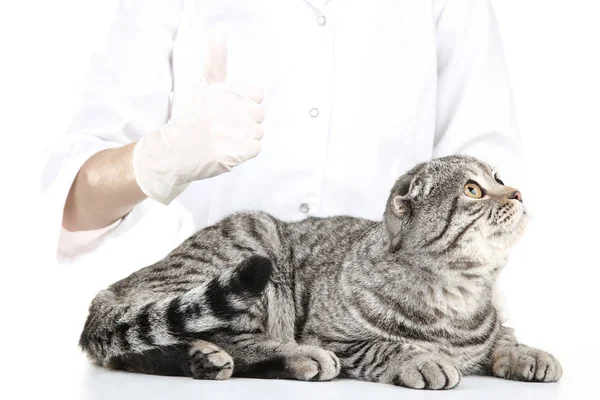 Veterinário Com Belo Gato Cinza — Fotografia de Stock