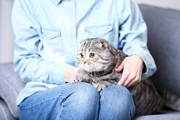 Cute cat in female hand on grey sofa