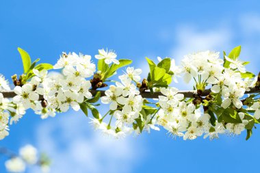 Ağaç dalı üzerinde güzel çiçek açan çiçekler