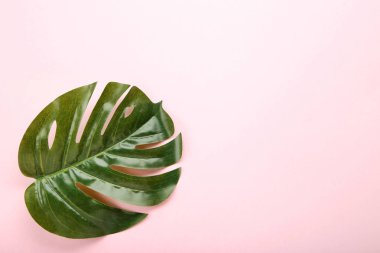 Monstera yeşil yaprak pembe bir arka plan üzerinde