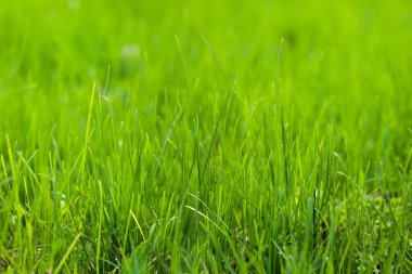 yeşil çimen arkaplanı kapat