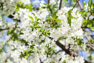 Ağaç dalı üzerinde güzel çiçek açan çiçekler