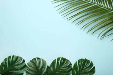 Mavi arka plan üzerinde palmiye ve monstera yaprak yeşil