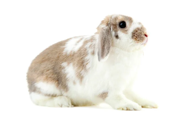 Hermoso Conejo Aislado Sobre Fondo Blanco — Foto de Stock