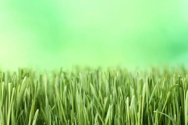 Erba Verde Sfondo Sfocato — Foto Stock