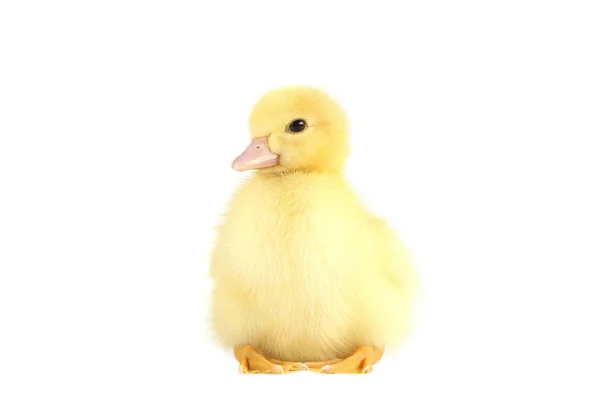 Petit Canard Jaune Sur Fond Blanc — Photo