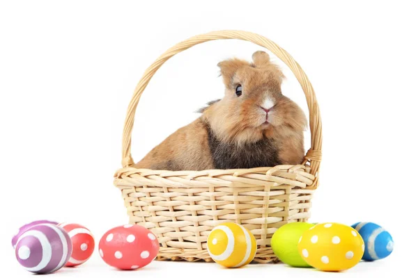 Lapin Brun Avec Des Œufs Pâques Colorés Sur Fond Blanc — Photo