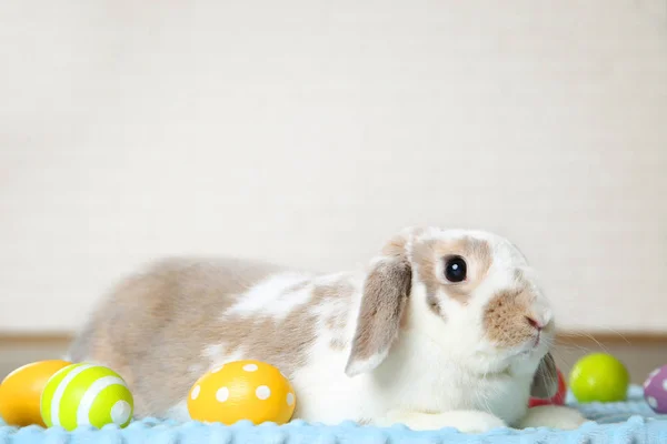 Beau Lapin Avec Des Œufs Pâques Sur Sol — Photo