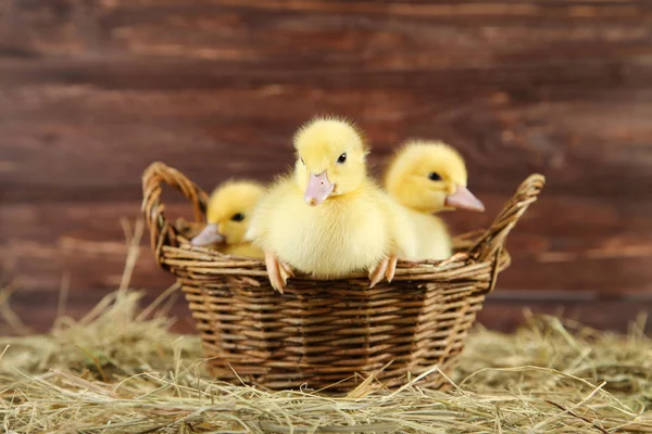 Petits Canetons Jaunes Dans Panier Sur Foin — Photo