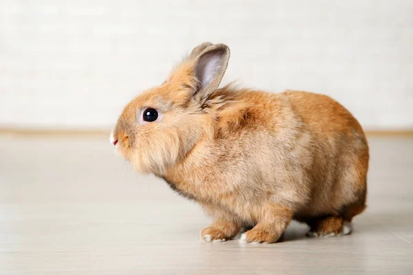 Marrón Hermoso Conejo Suelo — Foto de Stock