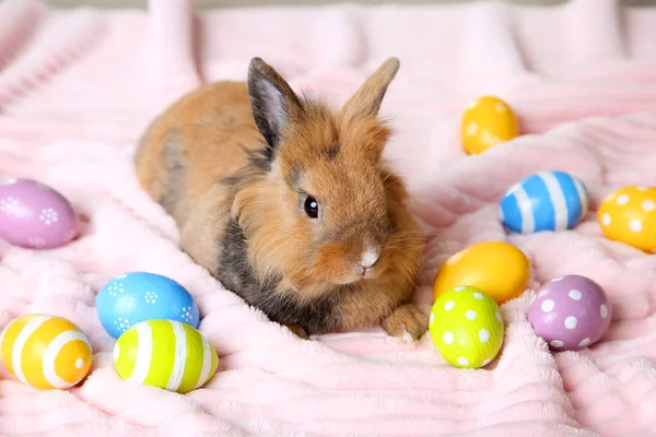 Коричневый Красивый Кролик Разноцветными Пасхальными Яйцами — стоковое фото
