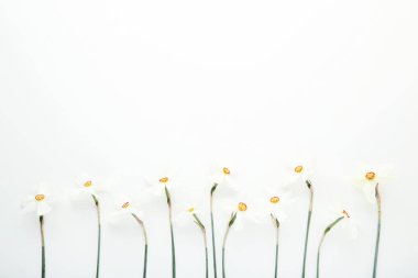 Nergis çiçekleri beyaz arka plan üzerinde