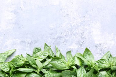 Gri tahta masada yeşil fesleğen yaprakları