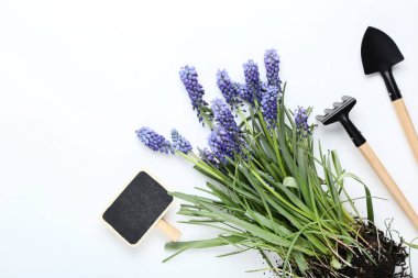 Bahçe aletleri ve beyaz zemin üzerine güzel çiçekler