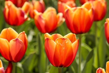 Taze Lale çiçek bahçesinde