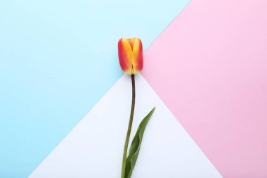 Güzel Lale çiçek renkli arka plan üzerinde