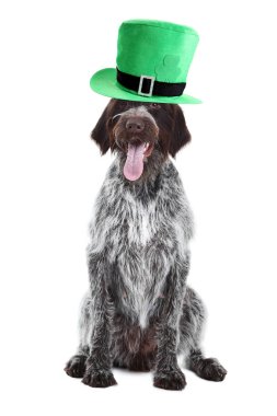 Beyaz arka plan üzerinde izole St.Patrick'ın şapka ile Alman işaretçi köpek