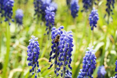 Taze mavi Çiçek bahçesinde arı ile
