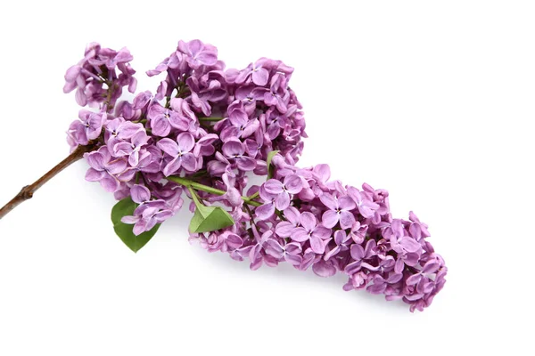 Фиолетовые сиреневые цветы на белом фоне — стоковое фото