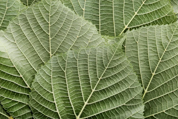 Hintergrund der grünen Blätter — Stockfoto