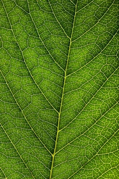 Pozadí zeleného listu — Stock fotografie