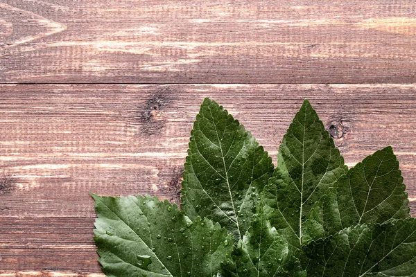 Foglie verdi con gocce d'acqua sul tavolo di legno marrone — Foto Stock