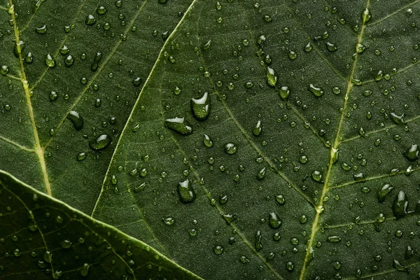 Fundo de folhas verdes com gotas de água — Fotografia de Stock