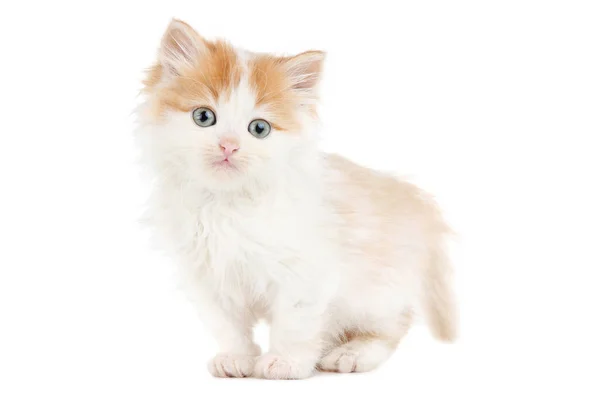 Cute kitten isolated on white background — Stock Photo, Image