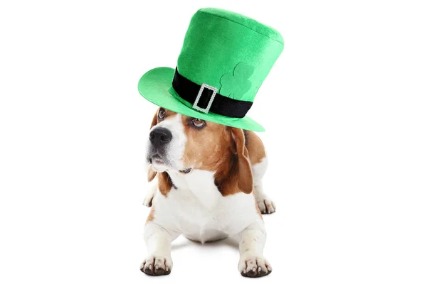 Λαγωνικό σκύλο με St.Patrick's καπέλο που απομονώνονται σε λευκό φόντο — Φωτογραφία Αρχείου