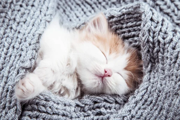 Χαριτωμένο γατάκι ξαπλωμένοι στην γκρι κασκόλ — Φωτογραφία Αρχείου