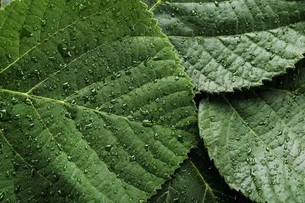 물 방울과 녹색의 배경 잎 — 스톡 사진