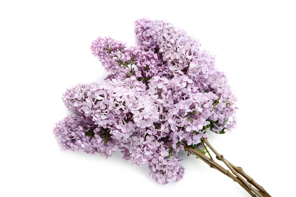 Фіолетові бузкові квіти на білому тлі — стокове фото