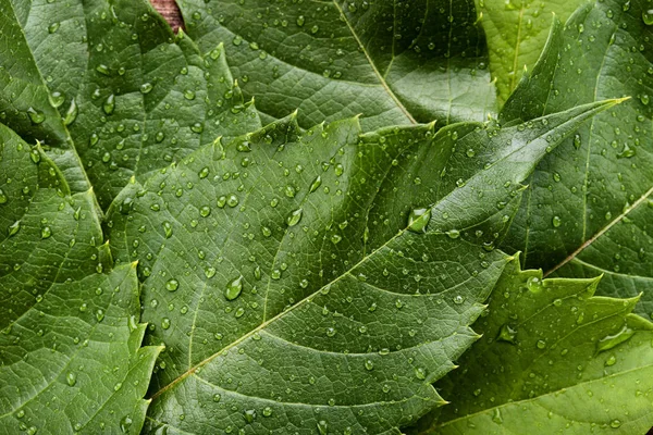 Fundo de folhas verdes com gotas de água — Fotografia de Stock