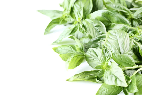 Green basil leafs on white background — Stock Photo, Image