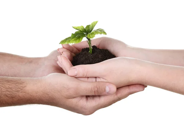 Mãos segurando planta jovem no fundo branco — Fotografia de Stock