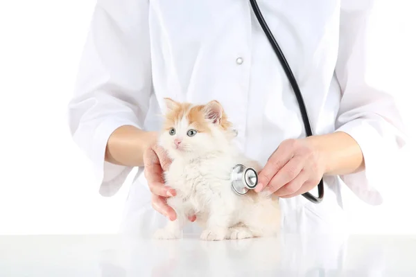 Yavru kedi ve stetoskop ile hayvan hastalıklarıyla ilgili — Stok fotoğraf