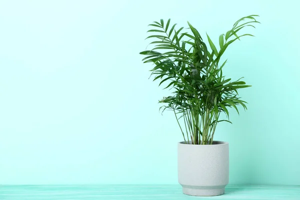 Зелена рослина в горщику на м'ятному фоні — стокове фото
