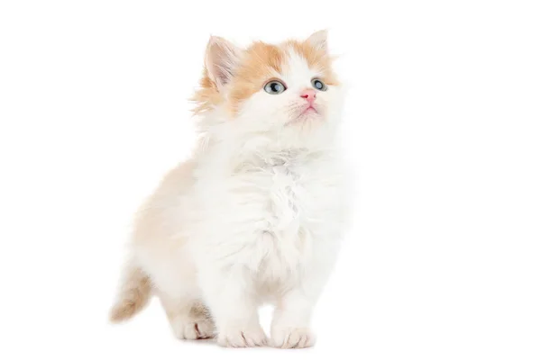 Gatinho bonito isolado no fundo branco — Fotografia de Stock