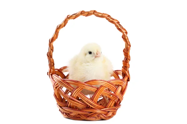 Little chick in basket isolated on white background — Stock Photo, Image