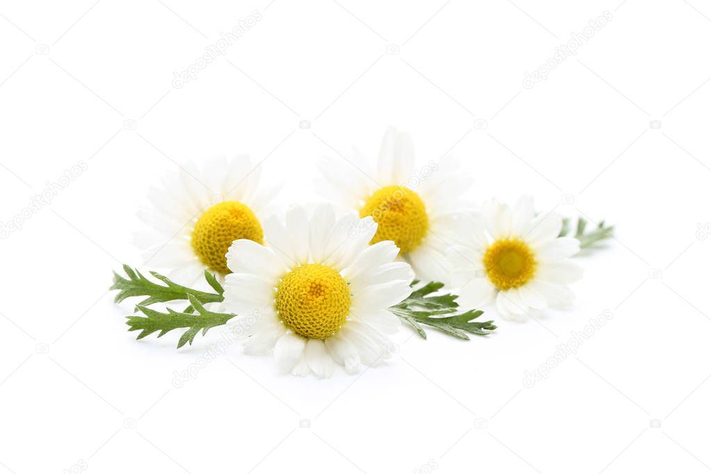 Chamomile flowers isolated on white background