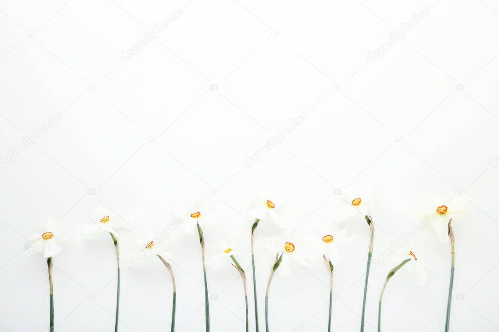 Narcissus flowers on white background