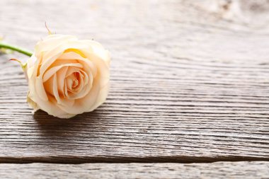 Gri ahşap masa üzerinde bej gül çiçek