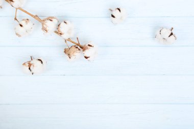 Ahşap masa üzerinde pamuk çiçekli ağaç dalı