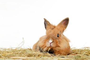 Beyaz arka plan üzerinde saman ile kahverengi tavşan