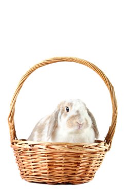 Sepette Beyaz arka plan üzerinde izole güzel tavşan