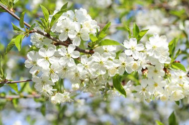 Ağaç dalı üzerinde güzel çiçek açan çiçekler