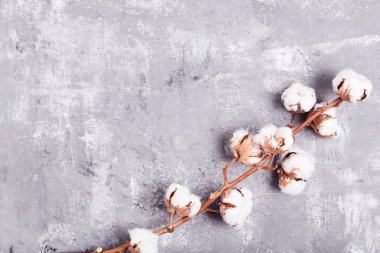 Gri ahşap masa üzerinde pamuk çiçekli ağaç dalı