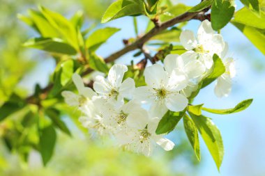 Ağaç dalı üzerinde güzel çiçek açan çiçekler
