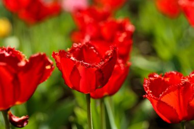 Taze kırmızı lale çiçek bahçesinde