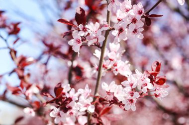 Ağaç dalı üzerinde güzel çiçek açan çiçekler